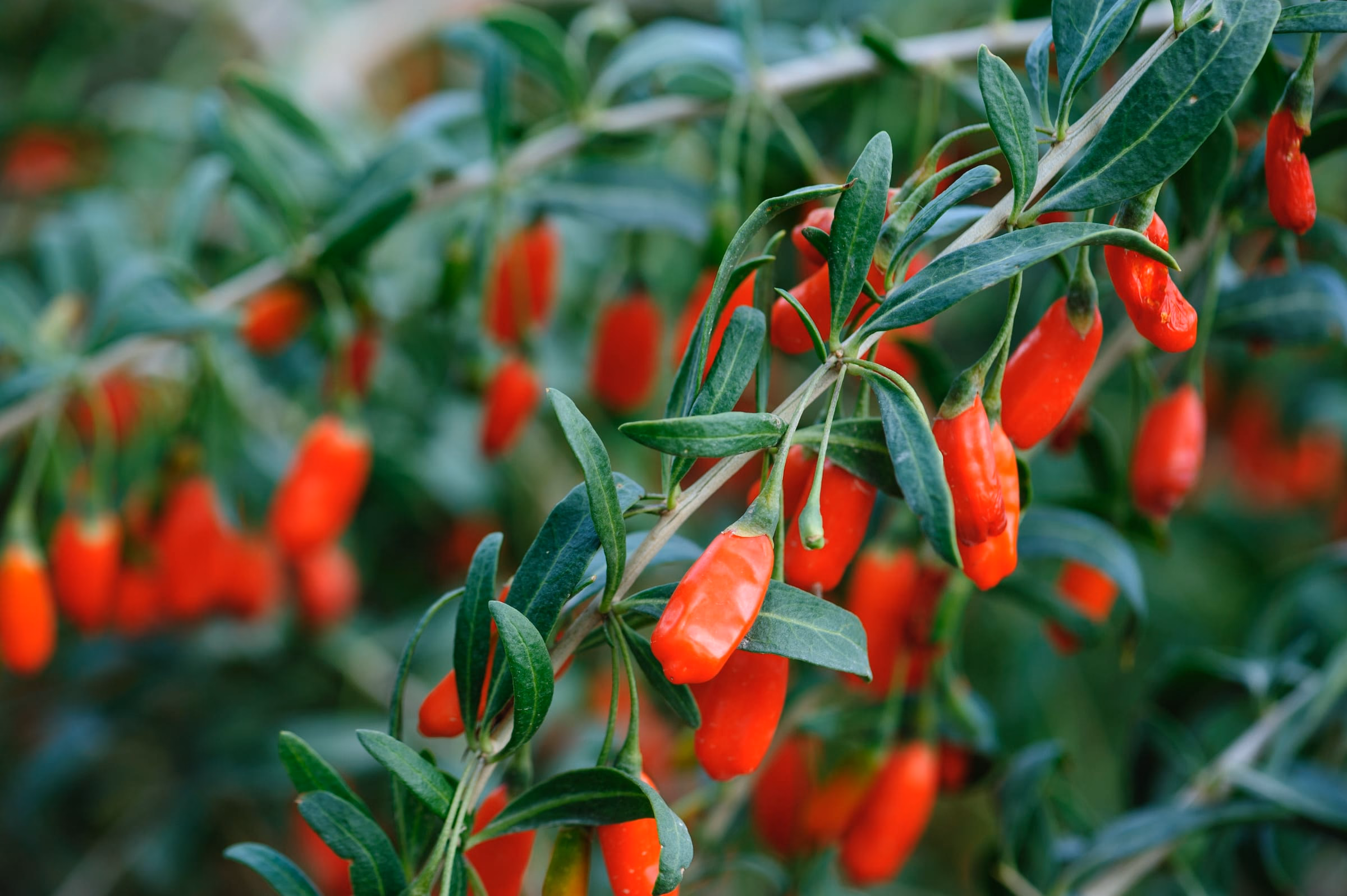 Reife rote Goji-Beeren an einem gruenen Strauch