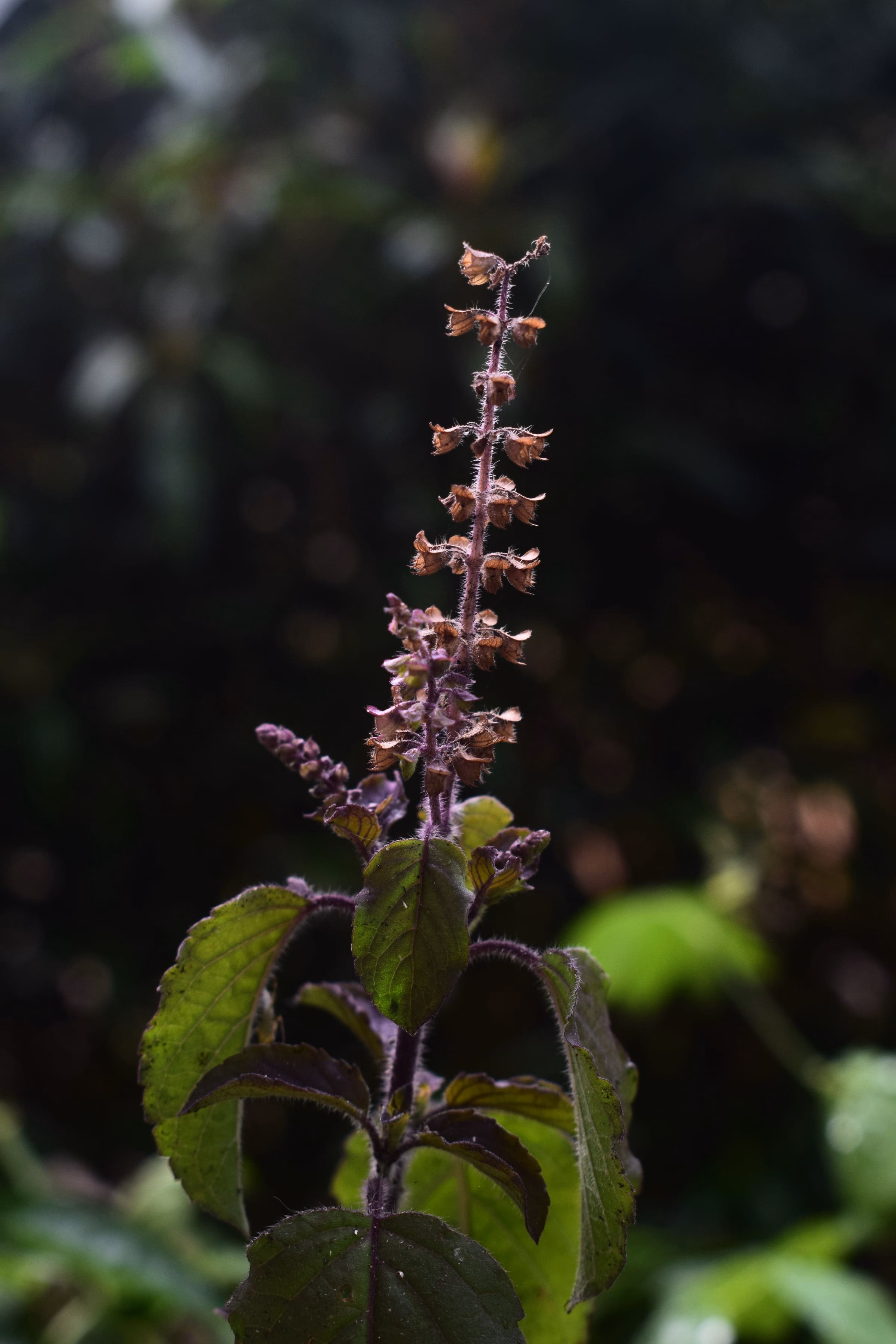 Tulsi-Pflanze mit violetten Bluetenrispen vor dunklem Hintergrund