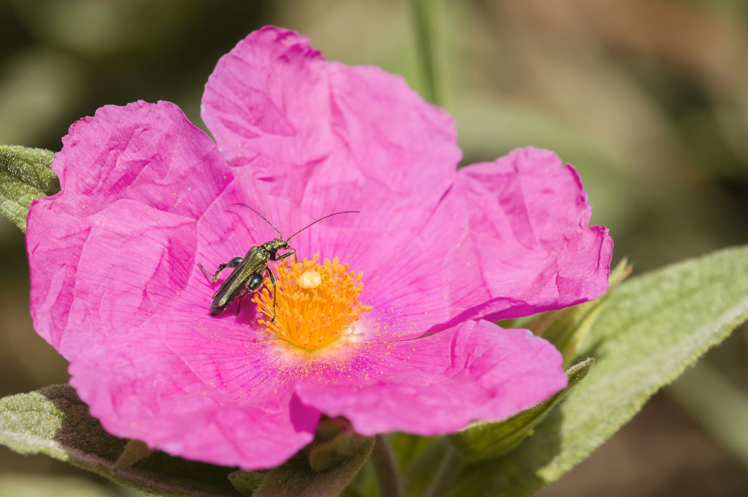 Rosa Zistrosenbluete mit einer Biene auf den gelben Staubgefaessen