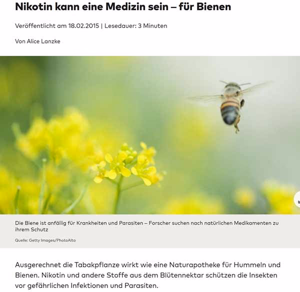 Screenshot eines Artikels mit der Ueberschrift 'Nikotin kann eine Medizin sein - fuer Bienen' und dem Foto einer Biene ueber einem Rapsfeld