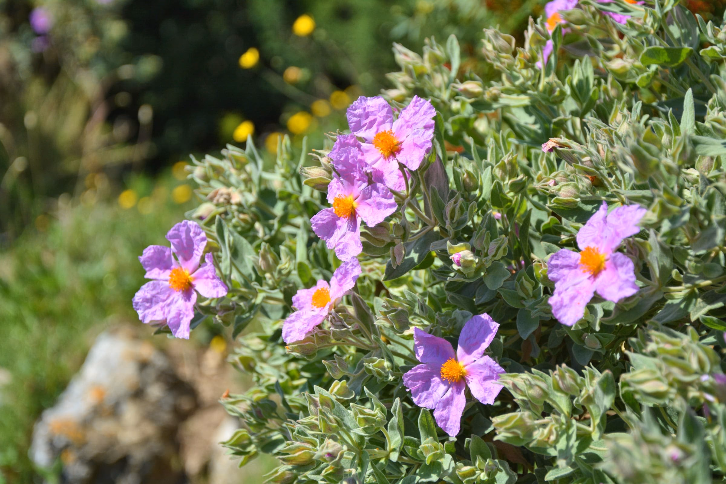 Zistrosenstrauch mit vielen rosa Blueten zwischen Steinen