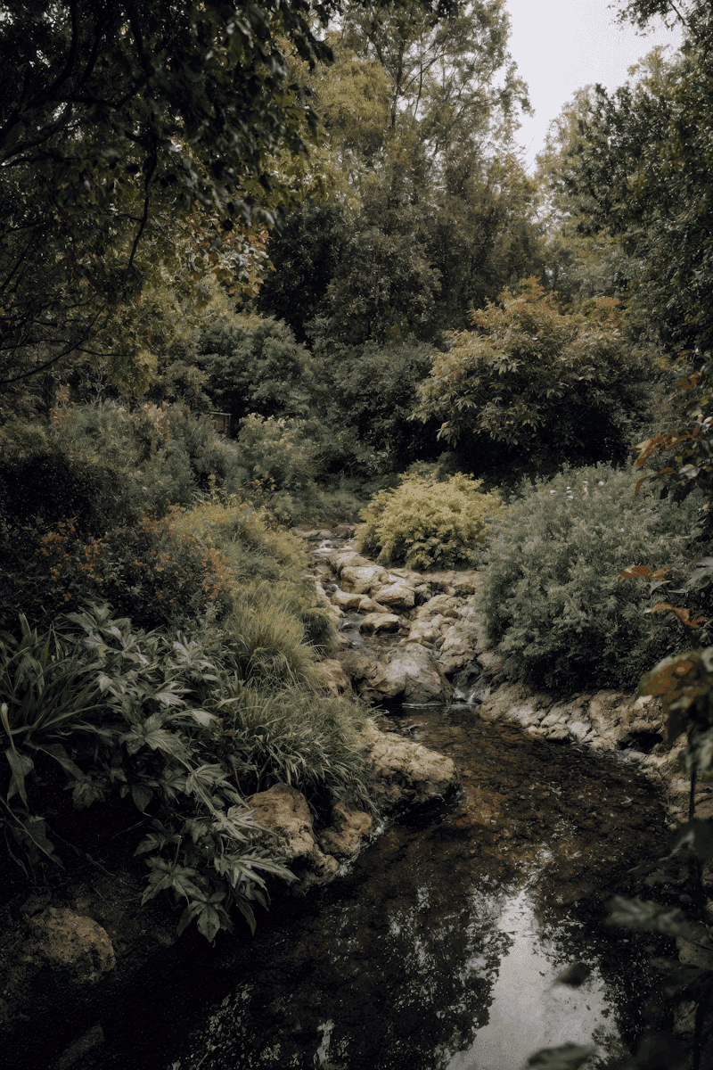 Kleiner Bach, der durch dichten Mischwald fliesst