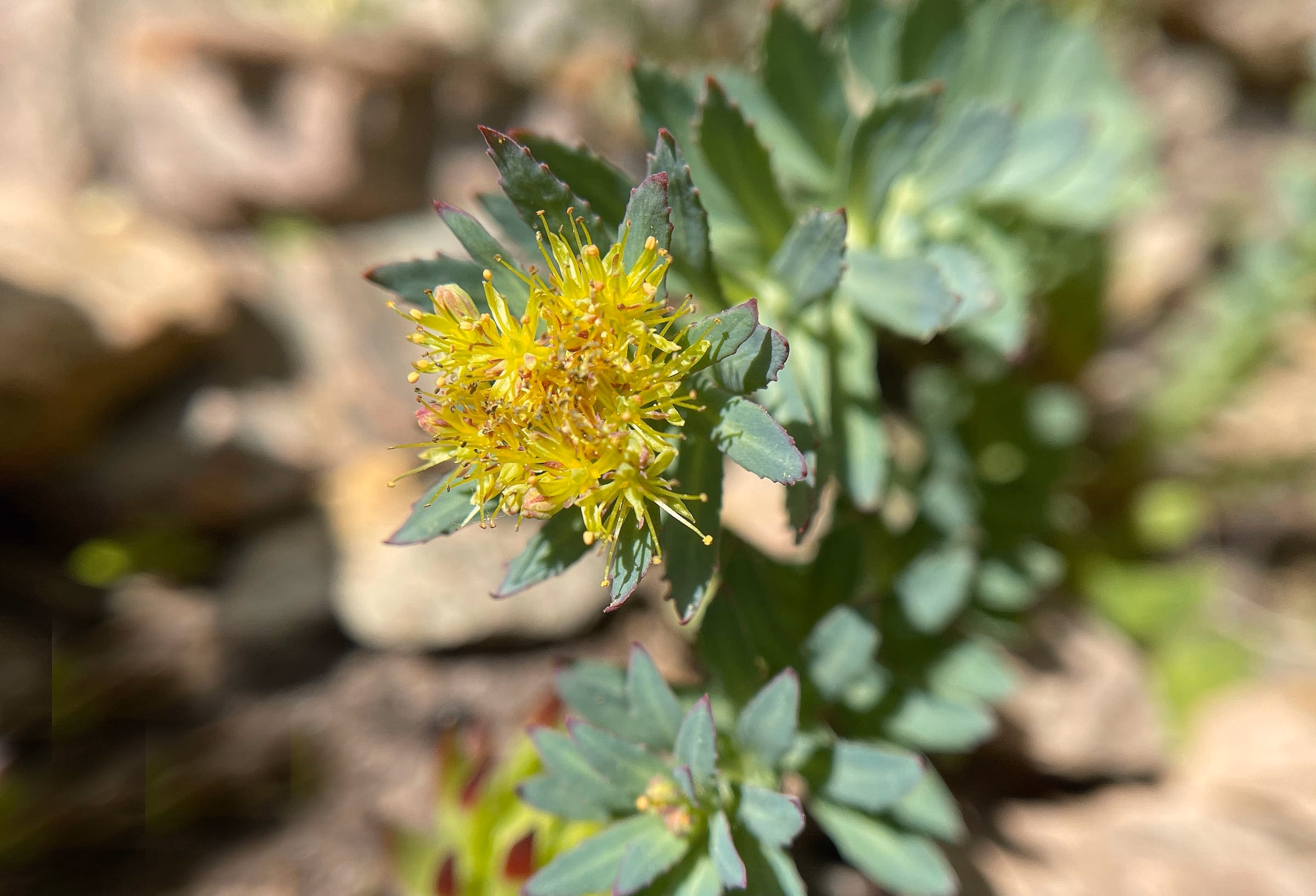 Gelb bluehende Rosenwurz zwischen Felsen