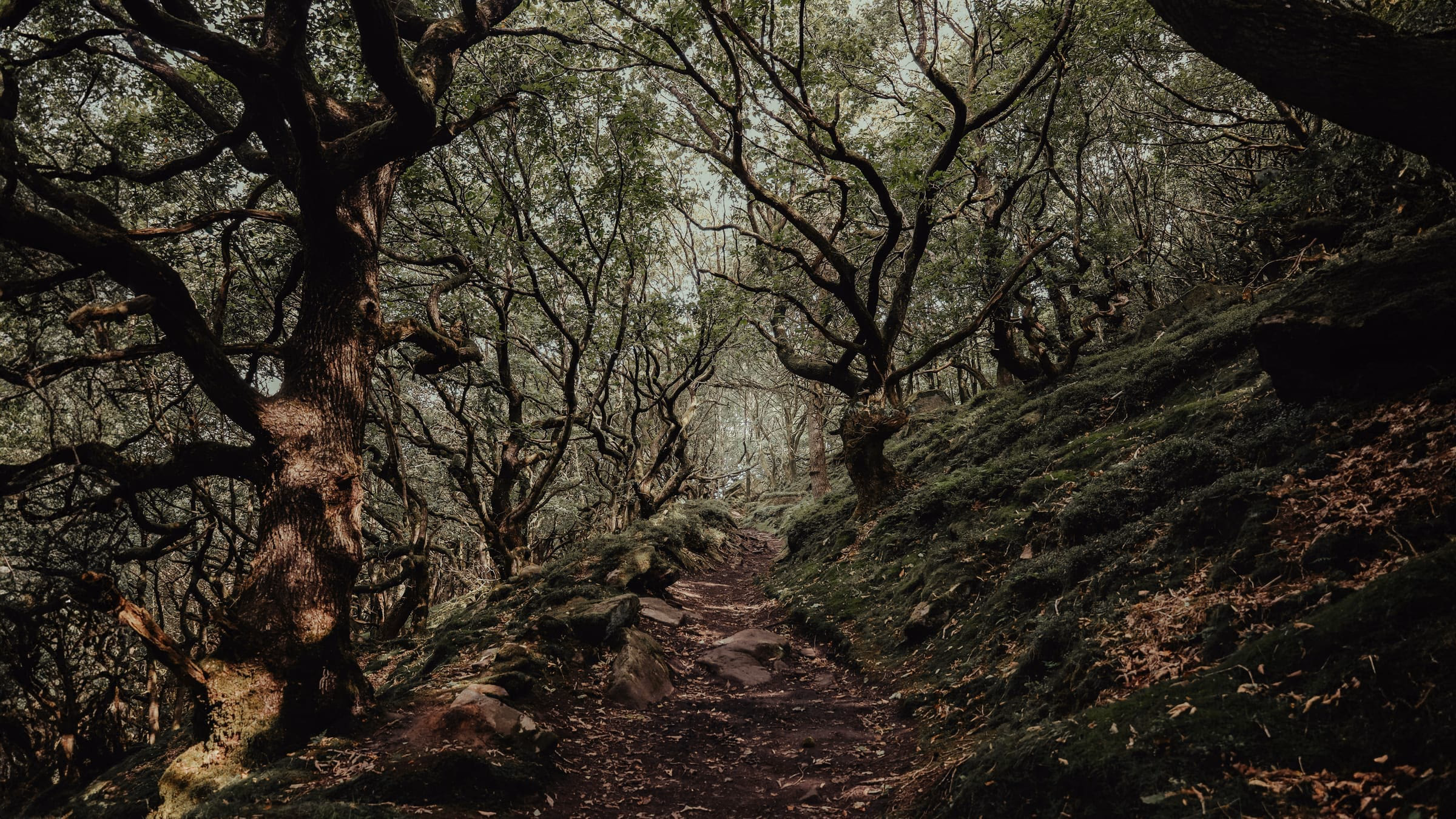 Kahle, ineinander verwachsene Baeume in einem winterlichen Wald