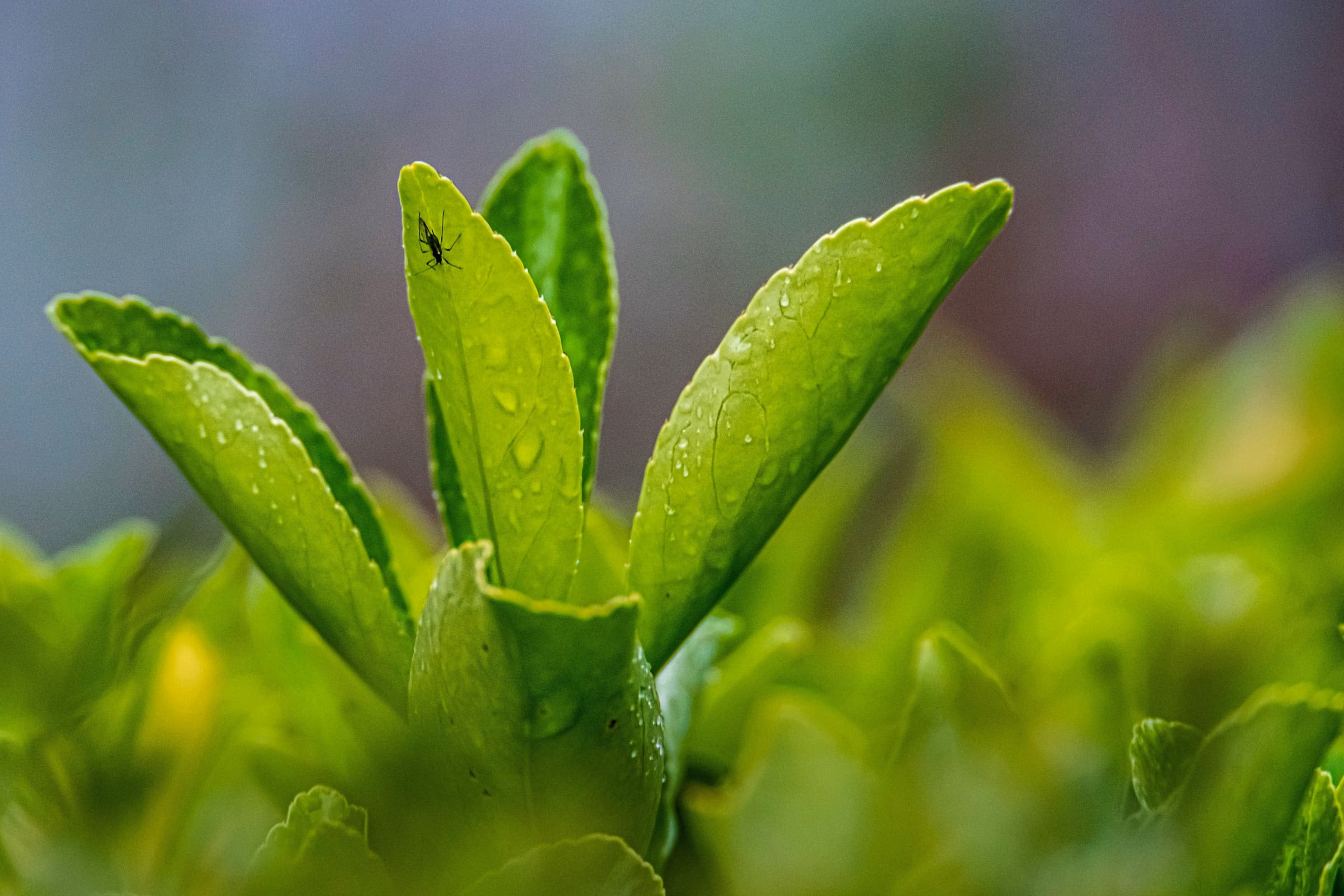 Junge Aloe-Vera-Blaetter mit Wassertropfen