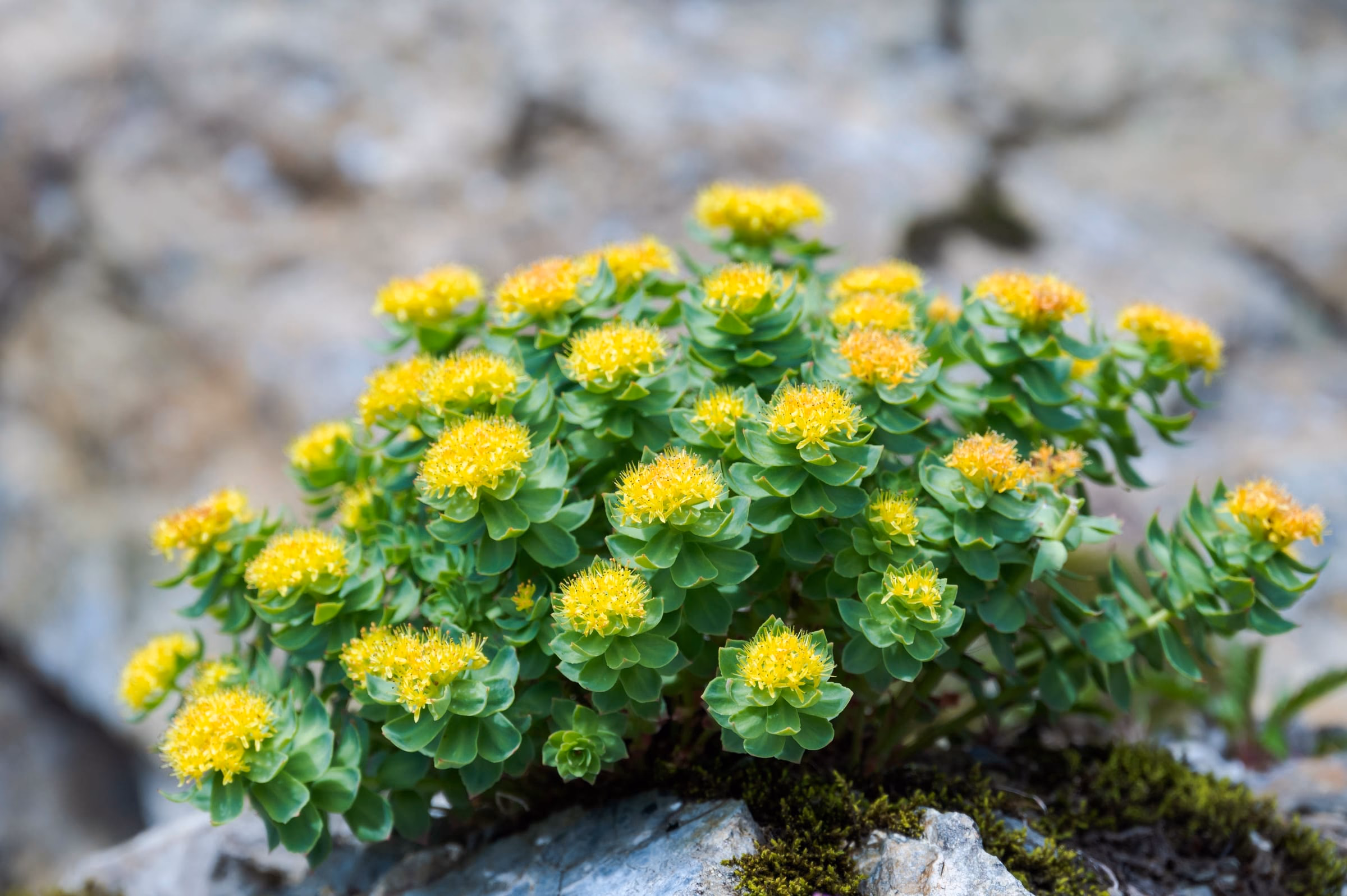 Gelb bluehende Rosenwurz auf einem moosbewachsenen Felsen