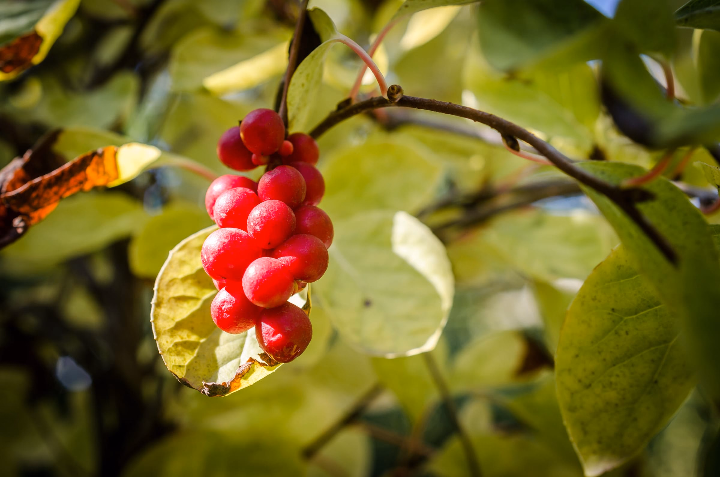 Rote Schisandra-Beeren an einem Zweig mit gruenen Blaettern