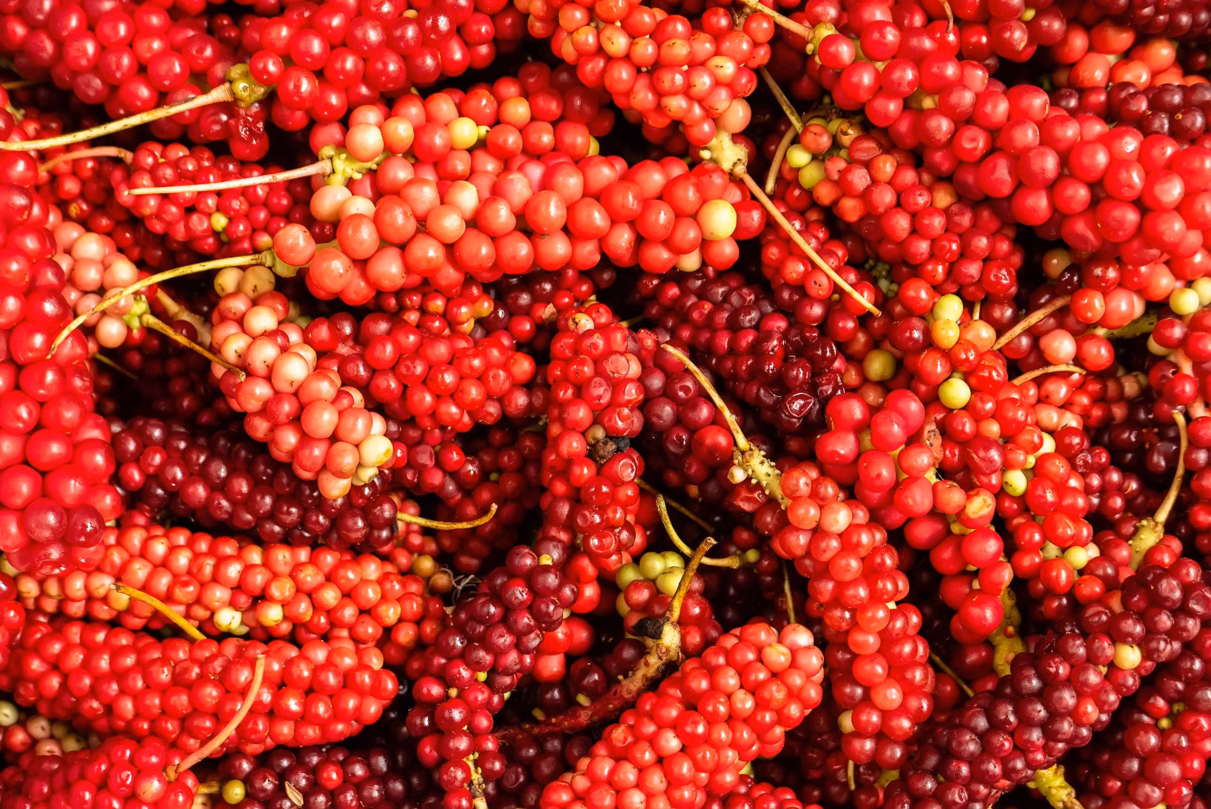 Grosse Menge roter Schisandra-Beeren
