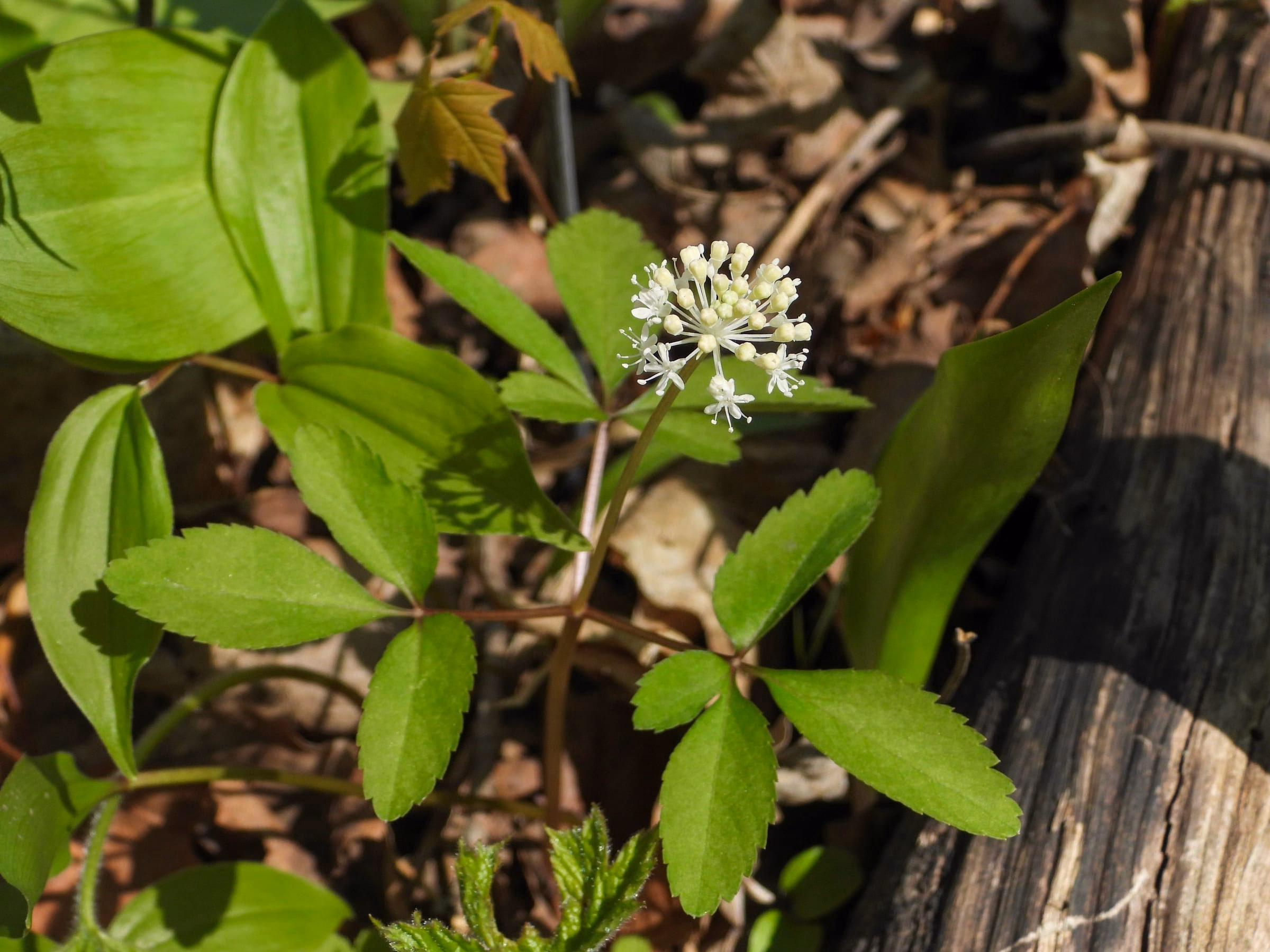 Gruene Pflanze mit kleinen weissen Bluetenrispen auf Waldboden