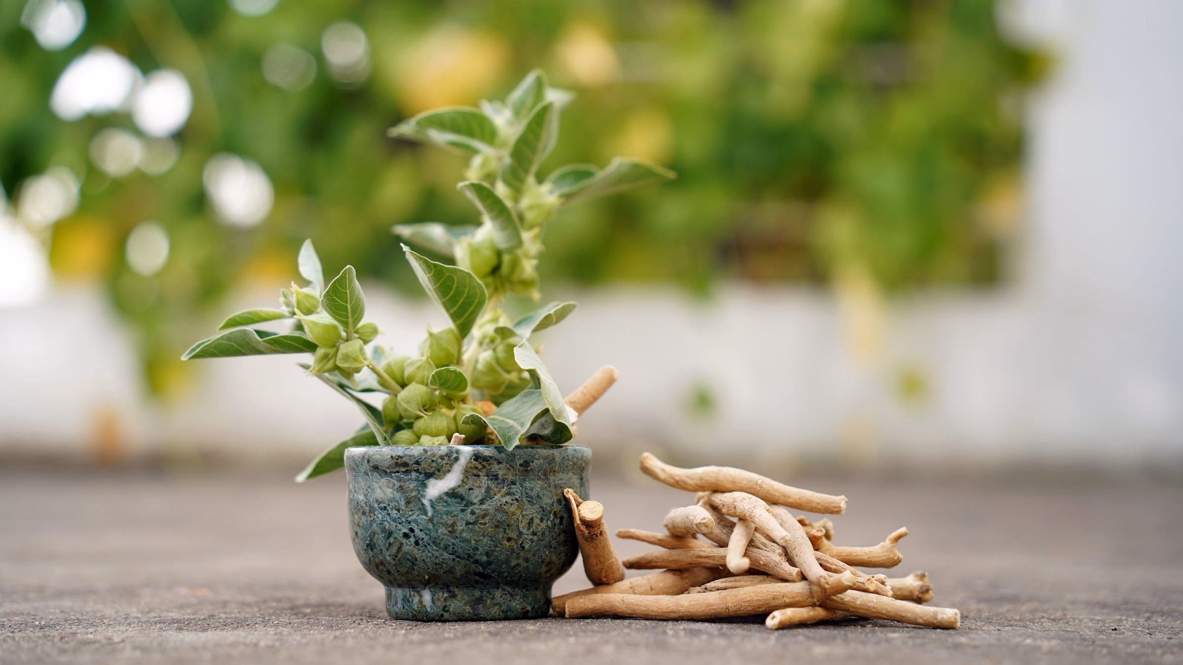 Ashwagandha-Wurzeln neben einer Pflanze in einem Steinmoerser