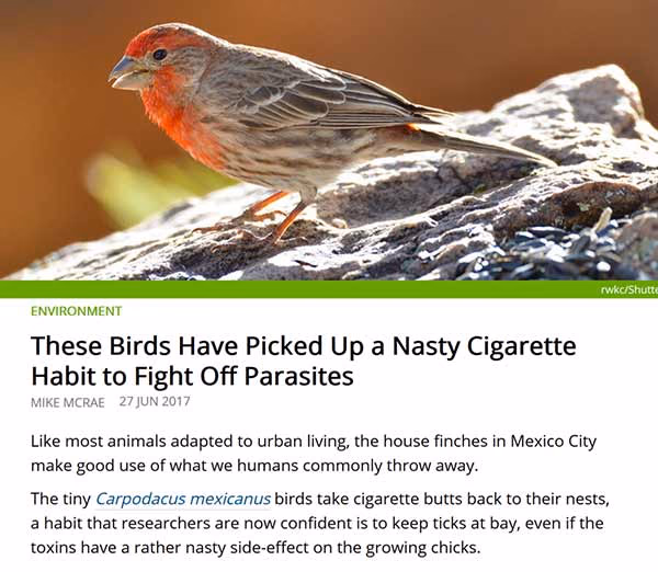 Screenshot eines Artikels mit der Ueberschrift 'These Birds Have Picked Up a Nasty Cigarette Habit to Fight Off Parasites' und dem Foto eines Hausgimpels