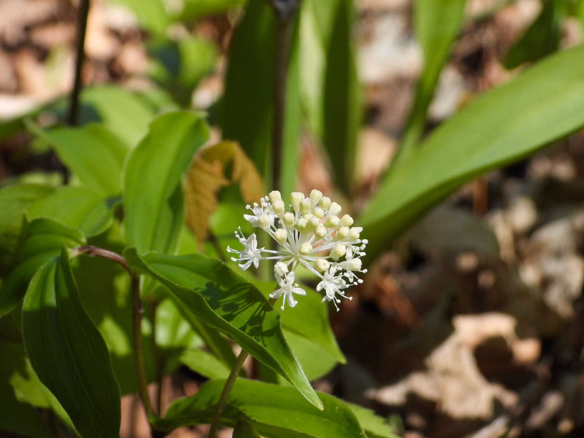 Bluehender Baerlauch mit weisser Bluetendolde im Wald