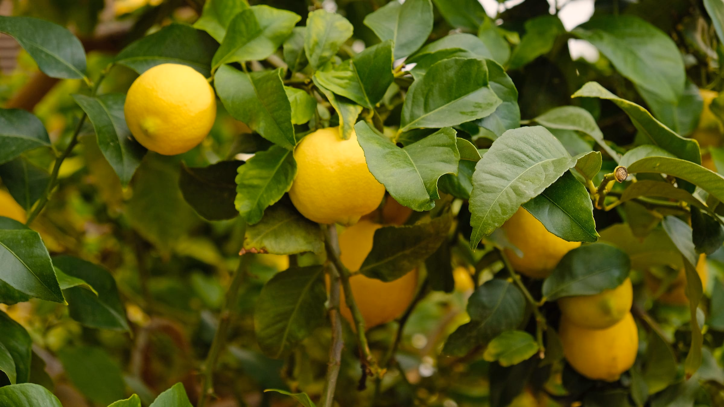 Zitronenbaum mit reifen gelben Fruechten